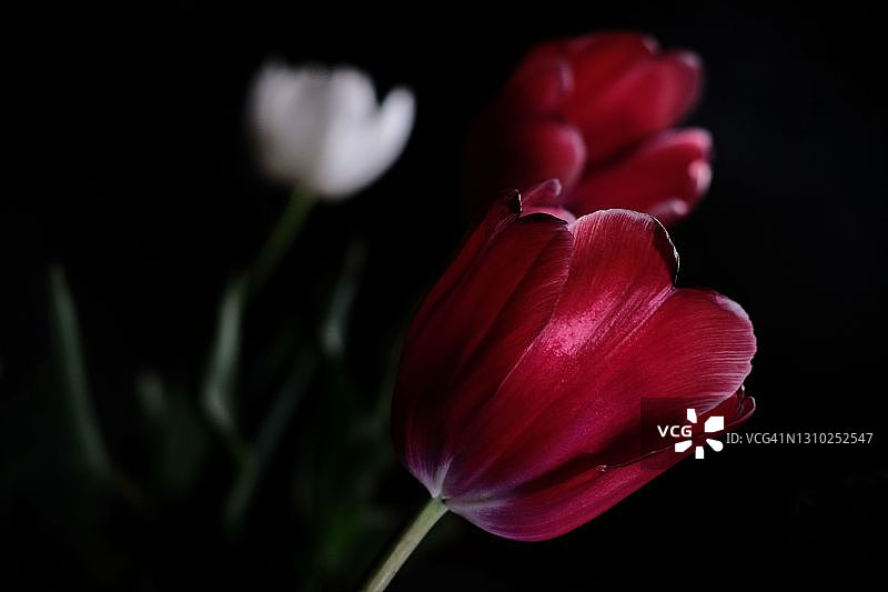 彩色郁金香侧面特写图片素材