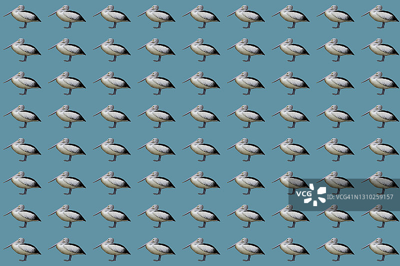 蓝色背景上的鹈鹕重复图案图片素材