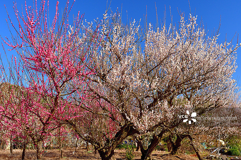 曾我梅林拍摄的粉白色垂枝梅花图片素材