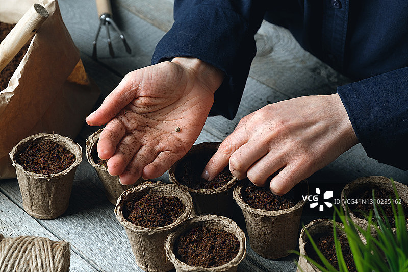 一名妇女将种子种在装满泥土的泥炭盆里。种植或移植花卉、植物或蔬菜图片素材