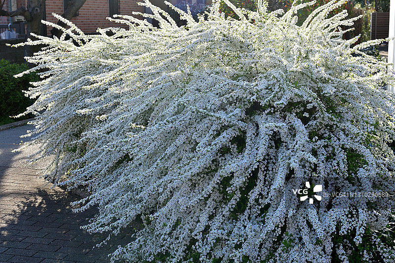 珍珠绣线菊图片素材