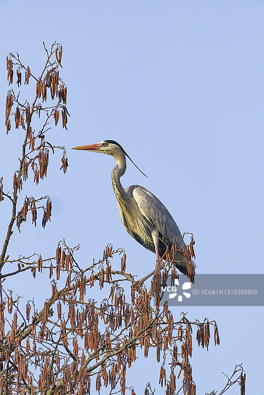 树上的苍鹭图片素材