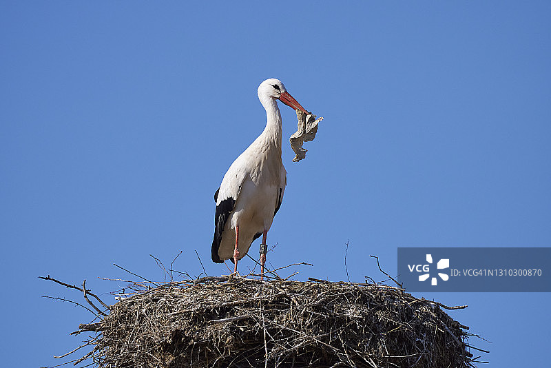 巢穴中的白鹳图片素材