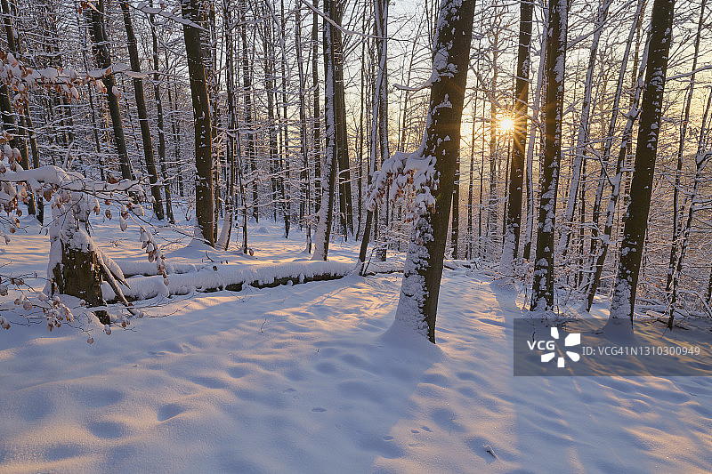 德国巴伐利亚州斯佩萨特冬季森林的日出图片素材
