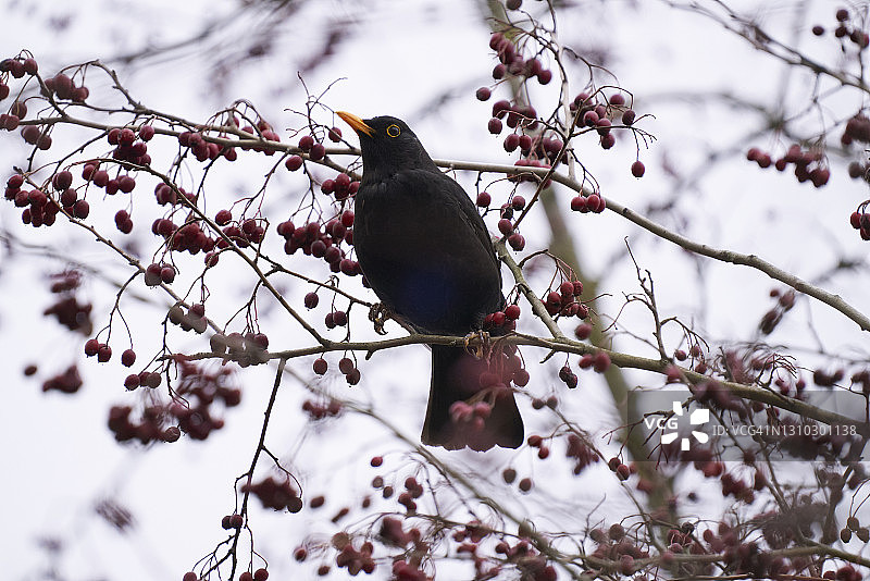 冬季的乌鸫图片素材