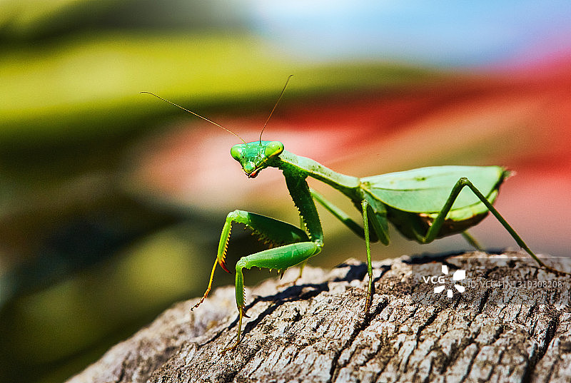在彩色自然背景下的螳螂，好奇地看着镜头图片素材