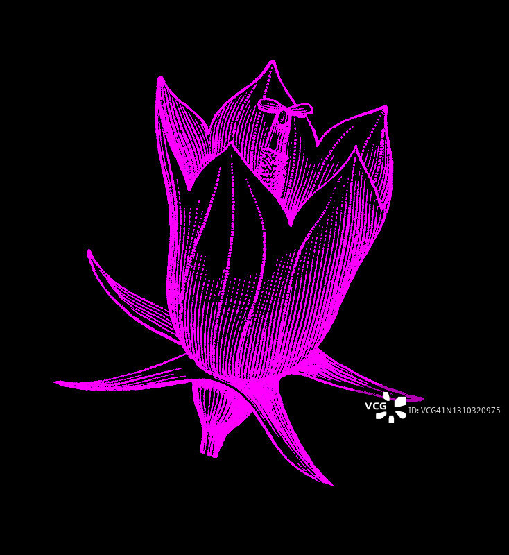 花卉类型和形状古老雕刻插图图片素材