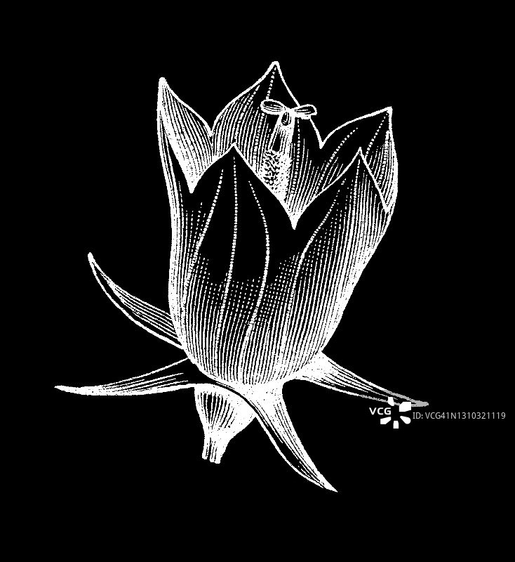 花卉类型和形状古老雕刻插图图片素材