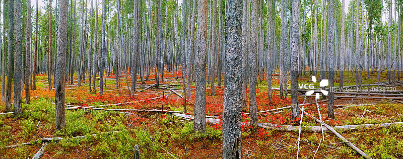 秋季松树全景森林图片素材