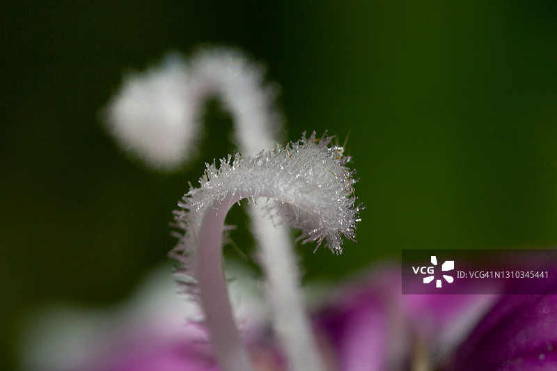 甜威廉花（须苞石竹）的特写图像，5倍放大，户外拍摄，无人图片素材