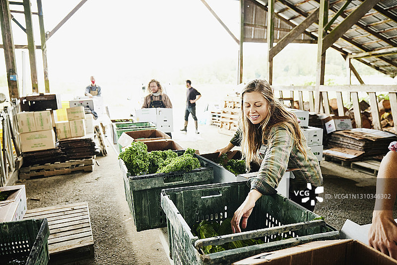 女农民在农场用新鲜蔬菜装满CSA盒子图片素材
