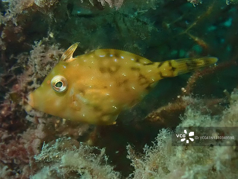 海藻中的黄色剥皮鱼幼鱼图片素材