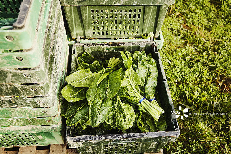 农场新鲜采摘的有机羽衣甘蓝俯视图图片素材