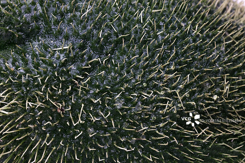 食物背景：刺果佛手瓜图片素材