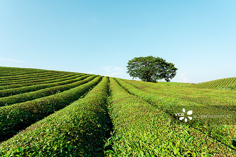 植物园里的绿茶图片素材