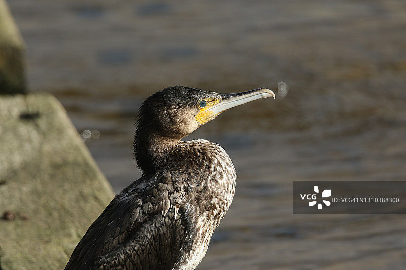 站在堰上的普通鸬鹚图片素材