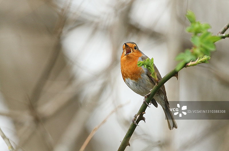 一只歌唱的知更鸟栖息在春天带刺的荆棘丛的树枝上图片素材