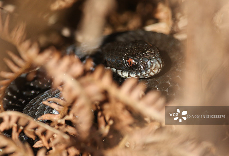 一条美丽的黑化蝰蛇在蕨类植物中盘绕，在清晨的阳光下取暖图片素材