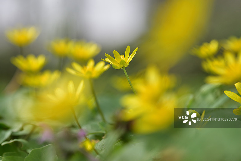 小花毛茛图片素材
