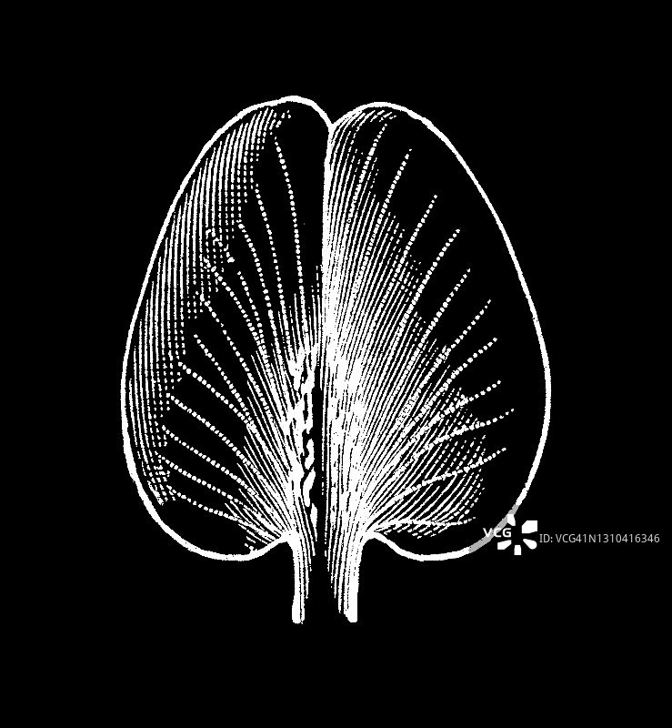 花卉类型和形状古老雕刻插图图片素材