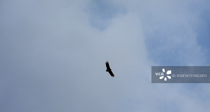 在西班牙天空飞翔的黑秃鹫剪影图片素材