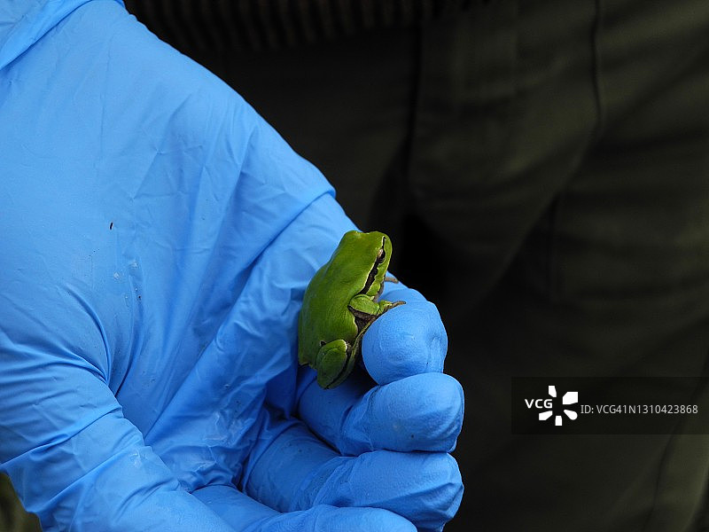 戴着蓝色塑料手套拿着欧洲树蛙（Hyla arborea），野外工作。图片素材