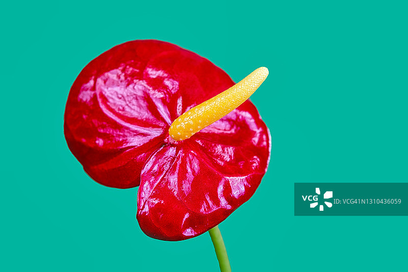 红色火鹤花绿叶背景图片素材