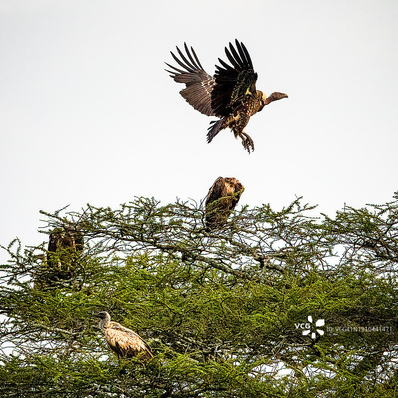 Ruppell兀鹫展开翅膀图片素材