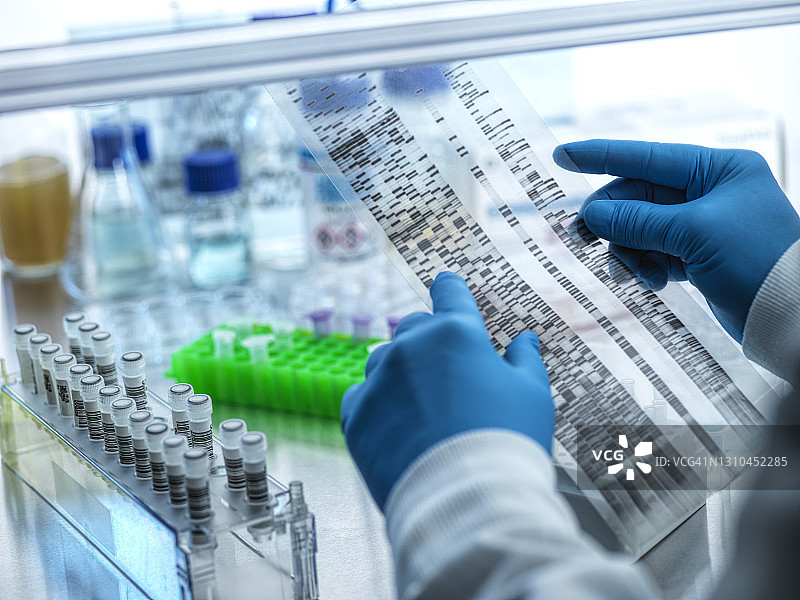 DNA研究，科学家查看DNA自显影照片，显示实验室工作台上样本的结果图片素材