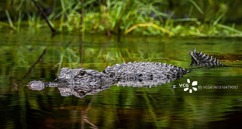 漂浮的鳄鱼图片素材