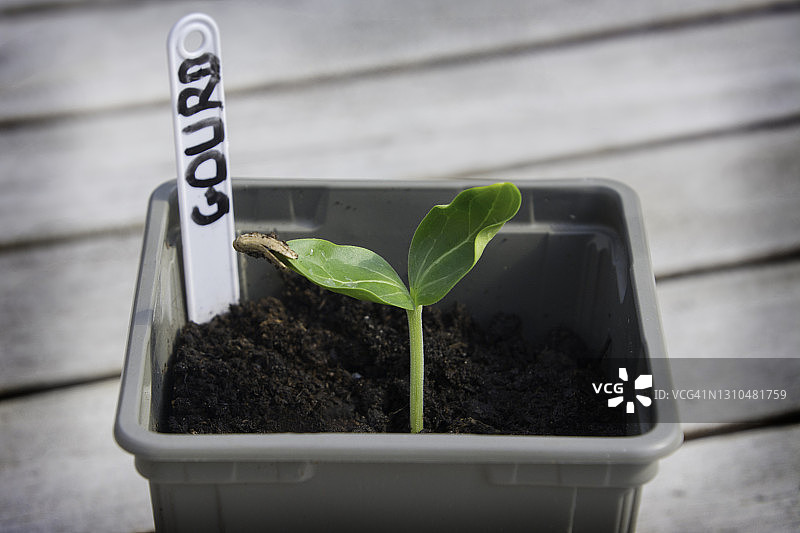 破土而出的葫芦苗图片素材