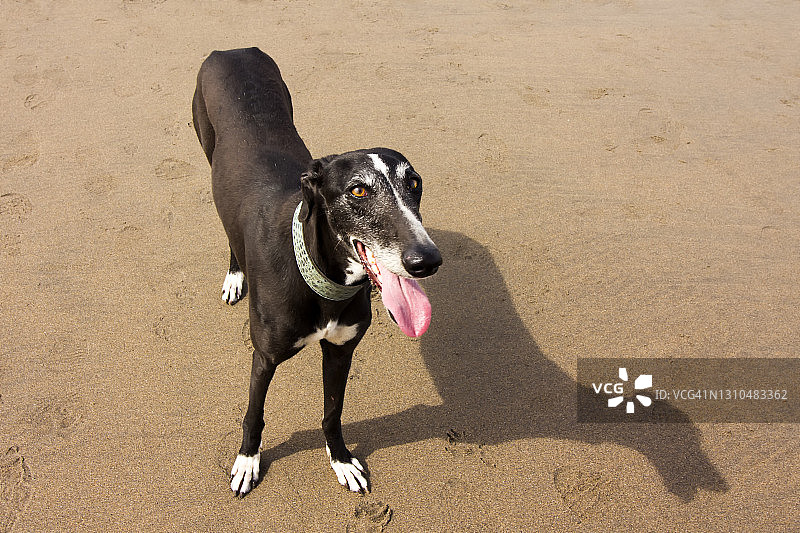 沙滩上小狗和它的影子图片素材