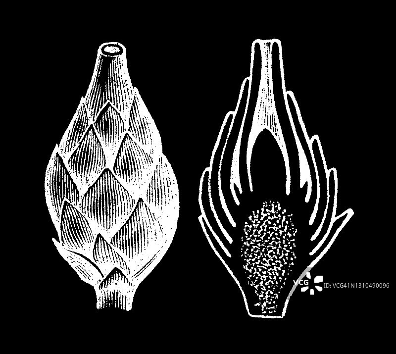 花卉类型和形状古老雕刻插图图片素材