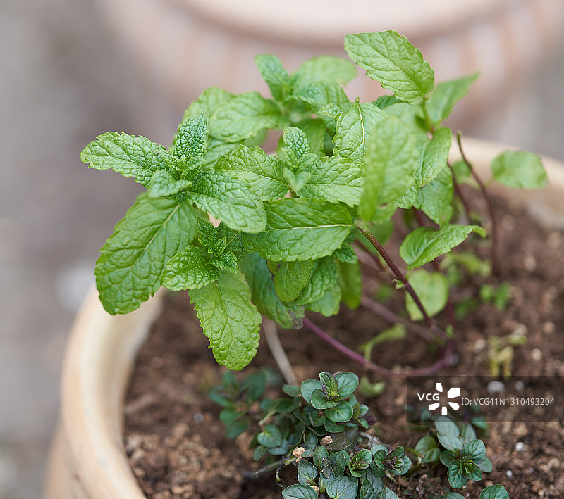 薄荷图片素材