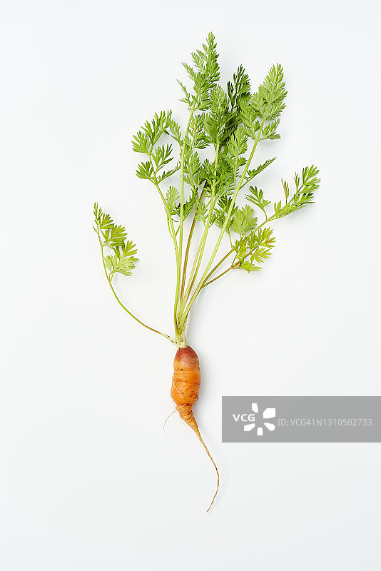 白色背景上的异形新鲜胡萝卜图片素材