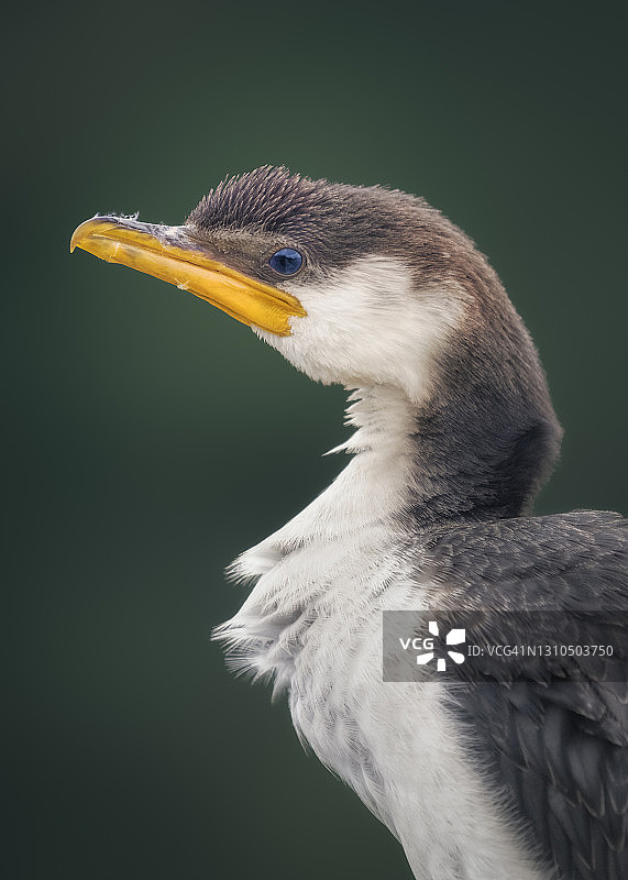 澳大利亚斑鸬鹚（Phalacrocorax varius）肖像图片素材