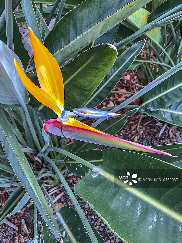 鹤望兰/天堂鸟图片素材