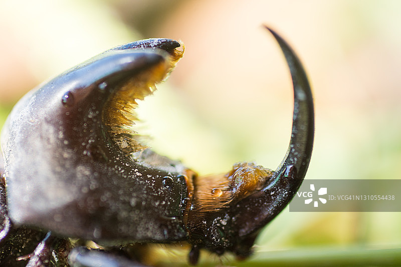 犀牛甲虫图片素材
