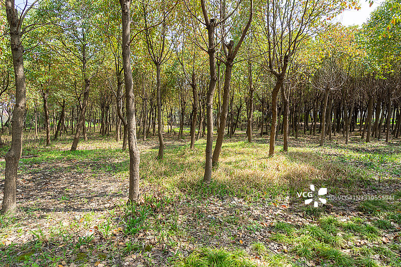 森林图片素材