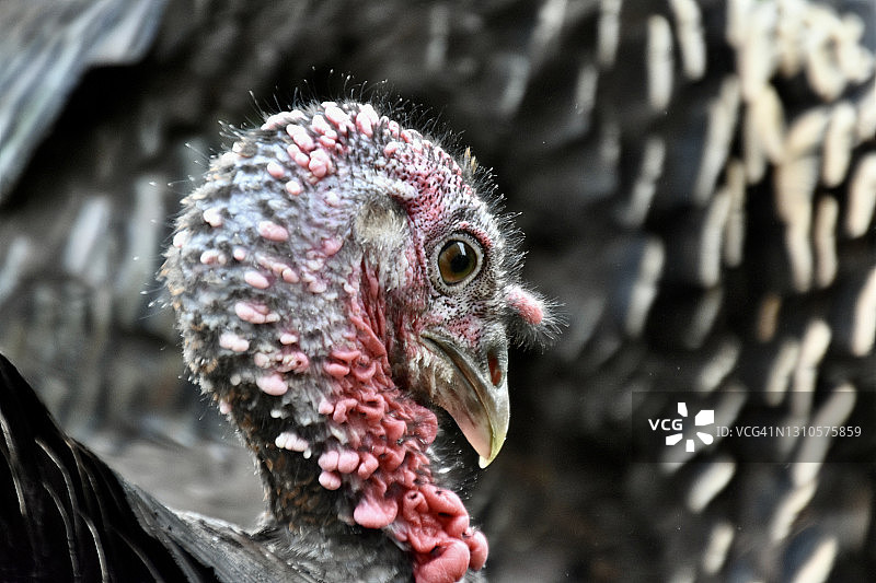 讨论重要事情图片素材