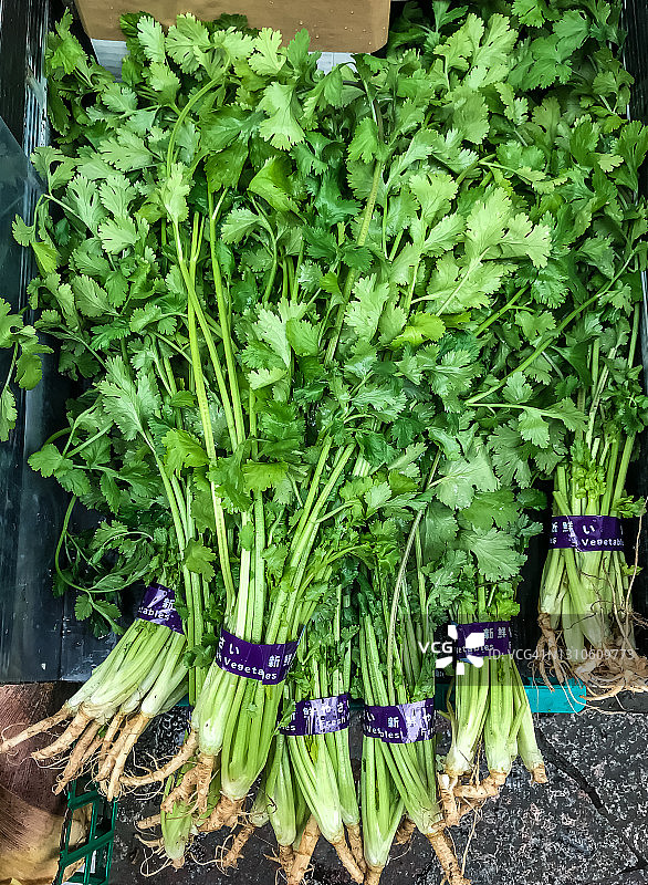 横滨市场上的新鲜香菜图片素材