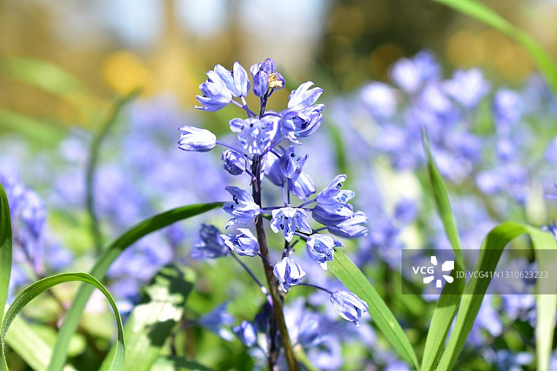 蓝铃花特写图片素材