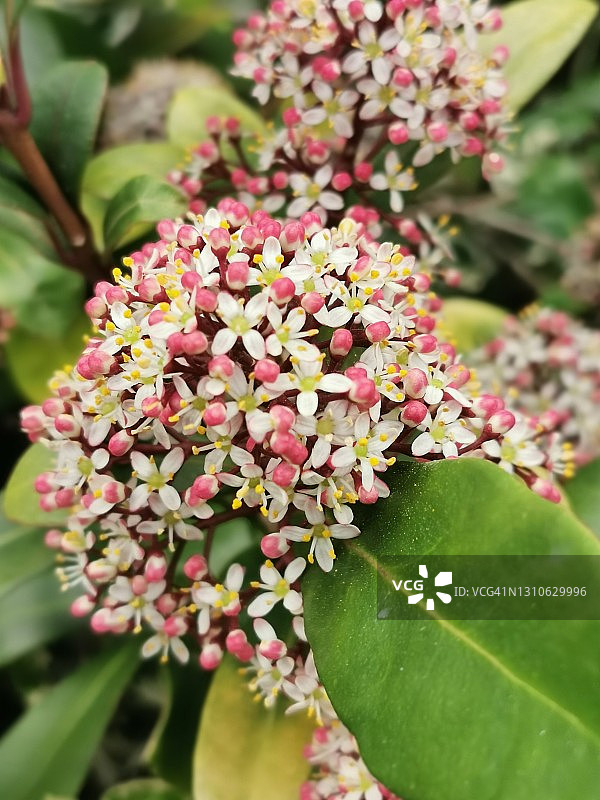 日本瑞香图片素材