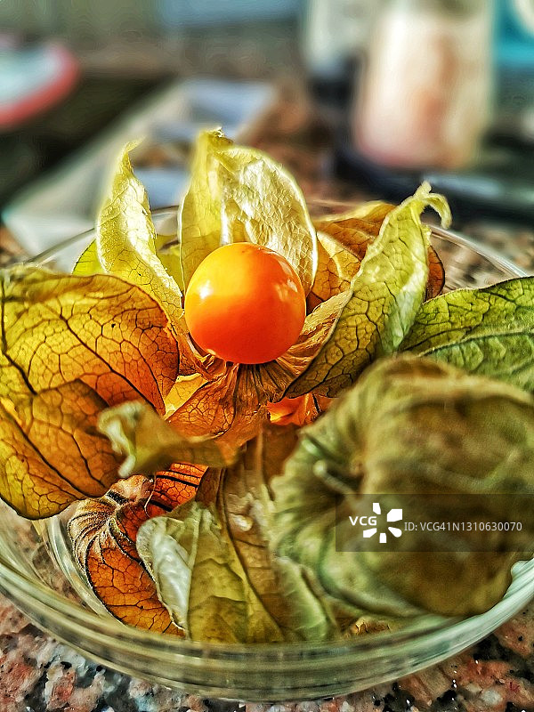 灯笼果图片素材