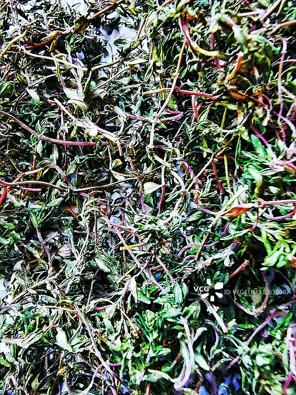 百里香图片素材