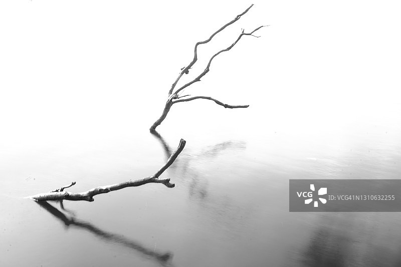 湖中的树枝图片素材