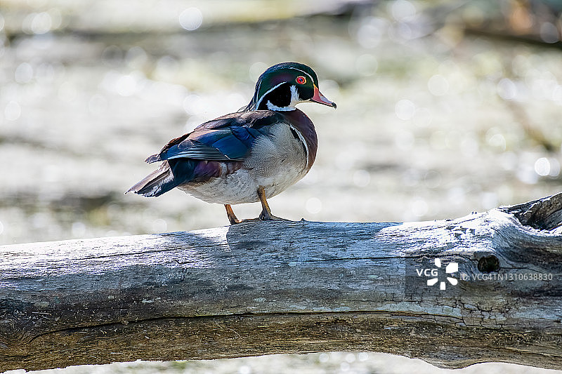 美洲木鸭雄鸟图片素材