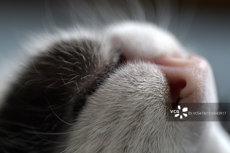 猫的口鼻图片素材