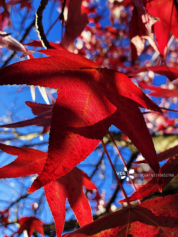 红色的叶子图片素材