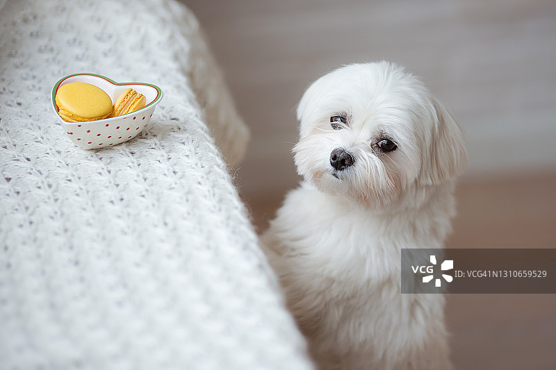 马尔济斯犬图片图片素材